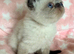 Colourpoint Exotic Shorthair Kittens
