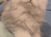 Gccf registered Persian chinchilla male