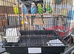Budgies for sale