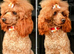MINIATURE POODLE PUPPIES