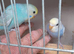 Baby rainbow budgies