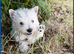 West Highland Terrier Pups