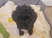 Toy poodle puppies