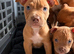Old English x American bulldog puppies