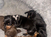 Kc reg miniature dachshund