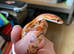 Young corn snake