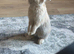 Boy bunny