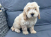 Cockapoo puppies fully vaccinated!