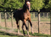 Stunning kind mare