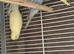 BEAUTIFUL BABY BUDGIES FOR SALE