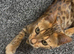 6 month old Bengal male
