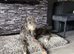 Deerhound puppies