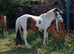 2 year old beautiful pony PATCH