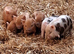 Kune kune piglets