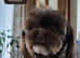 Black Beautiful Girls Yorkshire Terrier – Ready Now