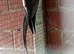 Ringnecks & Lovebirds