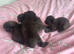 Black and white kittens