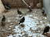 2026 Japanese Quail, Cambridge.