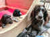 Exmoor microchipping