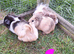Female and male guinea pigs for sale