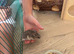 Dwarf hamster