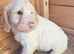 F1 cockerpoo puppies