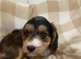 Show type cockapoo