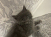 Maine Coon x Ragdoll Female Grey Kitten