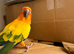 Stunning sun conure parrot for sale