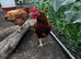 2 Colombian black tail hens
