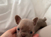PUPPIES READY TO GO NOW