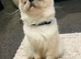 Proven Lilac Ragoll Male 2 years old rehoming