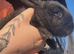Continental giant x French lop rabbits (blue gene carriers)