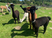 Two stud alpaca for loan