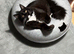 British Long Hair 1yr Old Male Tuxedo
