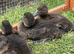 Mandarin, tufted young ducks