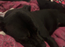 Coco looking for her forever home