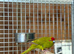 Kakarikis