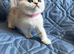 Silver pedigree British shorthair kittens