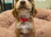 Working Cocker Spaniel Puppies Ready for Homes