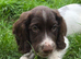 English Springer Spaniel puppies