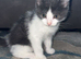 Grey and white kitten