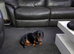 18 month old male dog
