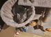 Beautiful kittens