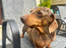 Miniature Smooth Female Adult Dachshund