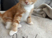 BEAUTIFUL GINGER/GINGER WHITE BOY KITTENS FOR SALE