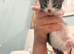 Kittens !!!