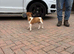 Male Jack Russell