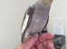 Hand Reared with DNA