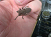 Vitalius Chromatus (formerly Nhandu) Tarantula slings for sale